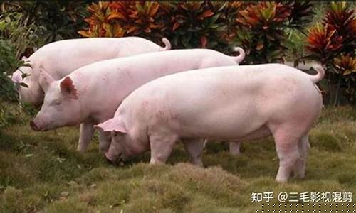 现在猪价格多少钱一斤(现在猪价格多少钱一斤 云南省)_https://www.xzdzchf.com_深交所_第1张
