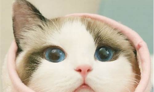 网上的萌萌萌什么意思(网络语萌萌萌是什么意思)_北交所_第1张_财经网 网上的萌萌萌什么意思(网络语萌萌萌是什么意思)_https://www.xzdzchf.com_北交所_第1张