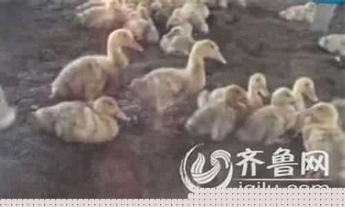 速成鸭养殖(速成鸭养殖利润)_https://www.xzdzchf.com_深交所_第1张