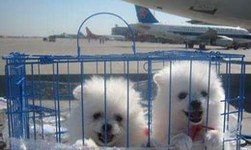 航空托运狗狗怎么收费(航空托运宠物价格怎么收费)_https://www.xzdzchf.com_北交所_第1张