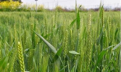 小麦出售最佳时间(今日小麦最新价格)_https://www.xzdzchf.com_北交所_第1张