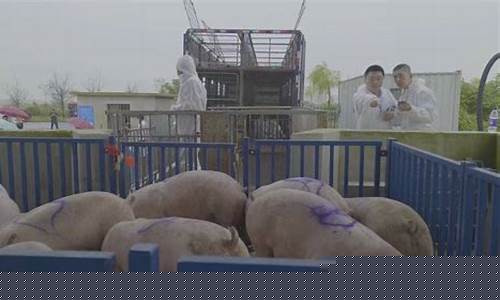 生猪期货2401_北交所_第1张_财经网 生猪期货2401_https://www.xzdzchf.com_北交所_第1张