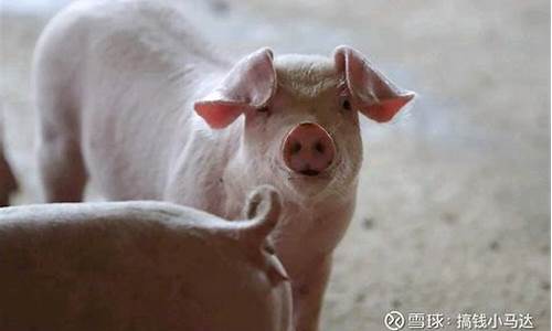 生猪期货最新信息(生猪期货一手手续费)_上交所_第1张_财经网 生猪期货最新信息(生猪期货一手手续费)_https://www.xzdzchf.com_上交所_第1张