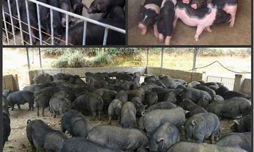 30斤猪苗价格(全国仔猪价格一览表)_上交所_第1张_财经网 30斤猪苗价格(全国仔猪价格一览表)_https://www.xzdzchf.com_上交所_第1张