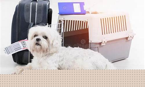 机场宠物托运到家费用(机场宠物托运到家费用多少钱)_https://www.xzdzchf.com_深交所_第1张