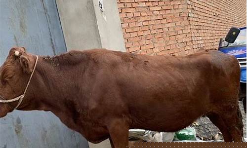 土黄牛价格最新行情走势(土黄牛牛犊价格)_https://www.xzdzchf.com_上交所_第1张